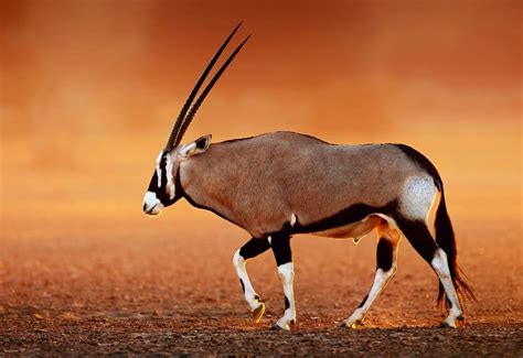  Gemsbok - Den Snabba Gazellen med Hörnen som Liknar en Krans!