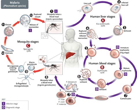  Gregariner! Ett exempel på parasitiska protozoer med en unik livscykel