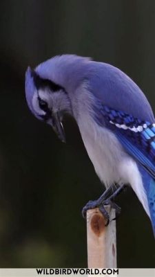  Jays: Den livliga fågeln med vackra fjädrar som älskar att gömma sina skatter!