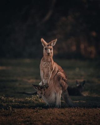  Känguru! Känner du till den ikoniska hopparen som besitter en förvånansvärd kraft och kan hålla sig utan vatten i veckor?