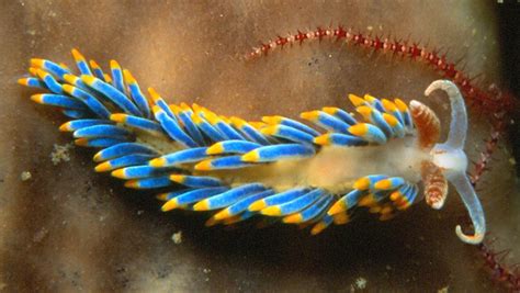  Nudibranch! Den Nakna Skaldjuret Som Glider Genom Havet med Snygga Färgkombinationer