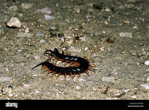  Scolopendra! En Myllrande Masse av Ben som Lyser i Skogen