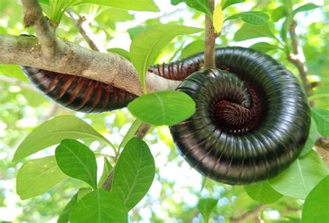  Tigermilliped!  A Many-Legged Marvel That Lives Life Slow and Steady