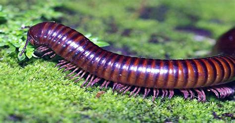  Zhangzhou Millipede:  Discover the Enchanting World of One Thousand Legs With a Mystifying Appetite!