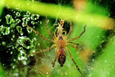  Amerikansk Lönspindel En Vuxen Spindel som Äter Gnagande Insekter!