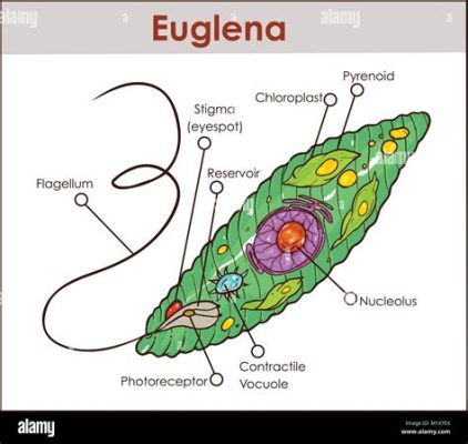  Euglena! En mikroorganismus som briljerar med både djur- och växtliknande egenskaper