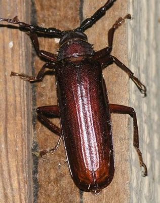  Ips-Longhorns: Small Beetles With a Big Appetite for Disaster!