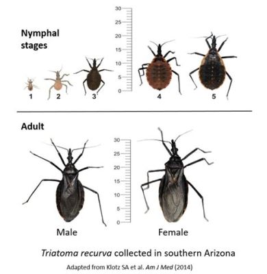  Kissing Bug! A Tiny Creature With a Big Appetite for Blood