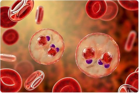  Plasmodium - En mikroskopisk parasit som invaderar röda blodkroppar och orsakar den fruktade sjukdomen malaria!