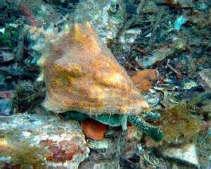  Queen Conch! Discover the Intriguing Underwater World of this Edible Spiral Wonder