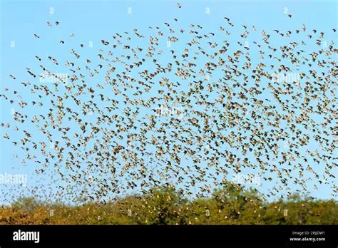  Quelea - En flygande flod av fjädrar som skapar ett fascinerande skådespel i den afrikanska himlen!