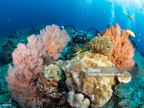  Red Gorgonian! Discover this Breathtaking Underwater Fan that Thrives in Tranquil Coral Reef Environments