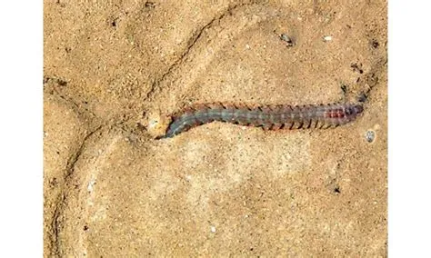  Scaleworm! This Fascinating Marine Creature Excels at Both Burrow-Building and Regeneration