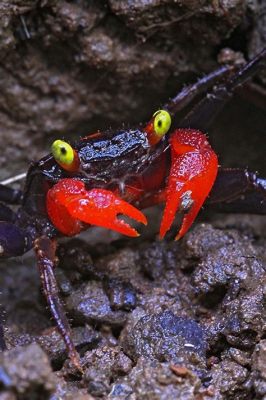  Vampire Crab: Upptäck den Blåblodiga Dvärgen som Äter Alger och Överlever på Släktband!