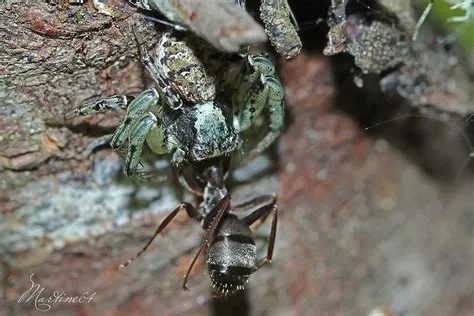  Xysticus! En Flikig Överlevare med en Fascinerande Vänster-Höger Rörelse