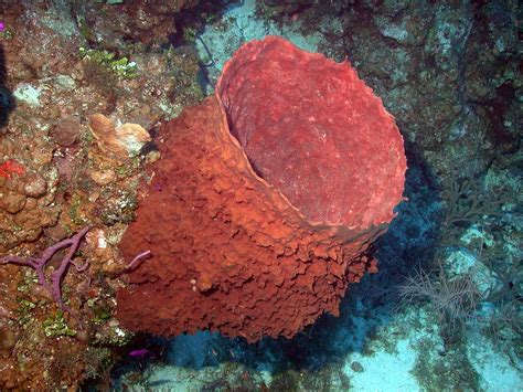  Yellow Barrel Sponge: En Mytomspunnen Skapelse Med En Förbluffande Livsstil!